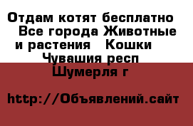 Отдам котят бесплатно  - Все города Животные и растения » Кошки   . Чувашия респ.,Шумерля г.